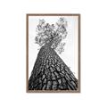 Picture of The Tree _GroupedProduct_Rectangle_Portrait_Photography _GroupedProduct_Rectangle_Portrait_Framed_Matted_