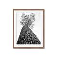 Picture of The Tree _GroupedProduct_Rectangle_Portrait_Photography _GroupedProduct_Rectangle_Portrait_Framed_Matted_