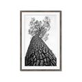 Picture of The Tree _GroupedProduct_Rectangle_Portrait_Photography _GroupedProduct_Rectangle_Portrait_Framed_Matted_