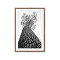 Picture of The Tree _GroupedProduct_Rectangle_Portrait_Photography _GroupedProduct_Rectangle_Portrait_Framed_Matted_