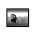 Picture of The Lion King _GroupedProduct_Rectangle_Landscape_Photography _GroupedProduct_Rectangle_Landscape_Framed_Matted_