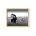 Picture of The Lion King _GroupedProduct_Rectangle_Landscape_Photography _GroupedProduct_Rectangle_Landscape_Framed_Matted_
