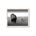 Picture of The Lion King _GroupedProduct_Rectangle_Landscape_Photography _GroupedProduct_Rectangle_Landscape_Framed_Matted_