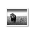 Picture of The Lion King _GroupedProduct_Rectangle_Landscape_Photography _GroupedProduct_Rectangle_Landscape_Framed_Matted_