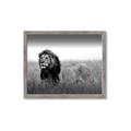 Picture of The Lion King _GroupedProduct_Rectangle_Landscape_Photography _GroupedProduct_Rectangle_Landscape_Framed_Matted_