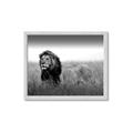 Picture of The Lion King _GroupedProduct_Rectangle_Landscape_Photography _GroupedProduct_Rectangle_Landscape_Framed_Matted_