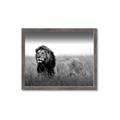 Picture of The Lion King _GroupedProduct_Rectangle_Landscape_Photography _GroupedProduct_Rectangle_Landscape_Framed_Matted_