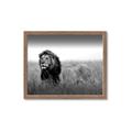 Picture of The Lion King _GroupedProduct_Rectangle_Landscape_Photography _GroupedProduct_Rectangle_Landscape_Framed_Matted_
