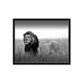 Picture of The Lion King _GroupedProduct_Rectangle_Landscape_Photography _GroupedProduct_Rectangle_Landscape_Framed_Matted_
