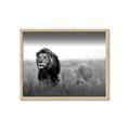 Picture of The Lion King _GroupedProduct_Rectangle_Landscape_Photography _GroupedProduct_Rectangle_Landscape_Framed_Matted_