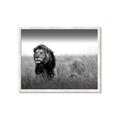 Picture of The Lion King _GroupedProduct_Rectangle_Landscape_Photography _GroupedProduct_Rectangle_Landscape_Framed_Matted_