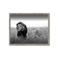 Picture of The Lion King _GroupedProduct_Rectangle_Landscape_Photography _GroupedProduct_Rectangle_Landscape_Framed_Matted_