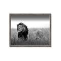 Picture of The Lion King _GroupedProduct_Rectangle_Landscape_Photography _GroupedProduct_Rectangle_Landscape_Framed_Matted_