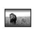 Picture of The Lion King _GroupedProduct_Rectangle_Landscape_Photography _GroupedProduct_Rectangle_Landscape_Framed_Matted_