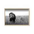 Picture of The Lion King _GroupedProduct_Rectangle_Landscape_Photography _GroupedProduct_Rectangle_Landscape_Framed_Matted_