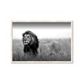 Picture of The Lion King _GroupedProduct_Rectangle_Landscape_Photography _GroupedProduct_Rectangle_Landscape_Framed_Matted_