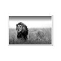 Picture of The Lion King _GroupedProduct_Rectangle_Landscape_Photography _GroupedProduct_Rectangle_Landscape_Framed_Matted_