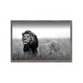 Picture of The Lion King _GroupedProduct_Rectangle_Landscape_Photography _GroupedProduct_Rectangle_Landscape_Framed_Matted_