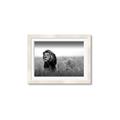 Picture of The Lion King _GroupedProduct_Rectangle_Landscape_Photography _GroupedProduct_Rectangle_Landscape_Framed_Matted_