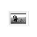 Picture of The Lion King _GroupedProduct_Rectangle_Landscape_Photography _GroupedProduct_Rectangle_Landscape_Framed_Matted_