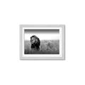 Picture of The Lion King _GroupedProduct_Rectangle_Landscape_Photography _GroupedProduct_Rectangle_Landscape_Framed_Matted_