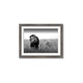 Picture of The Lion King _GroupedProduct_Rectangle_Landscape_Photography _GroupedProduct_Rectangle_Landscape_Framed_Matted_