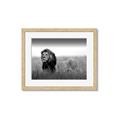 Picture of The Lion King _GroupedProduct_Rectangle_Landscape_Photography _GroupedProduct_Rectangle_Landscape_Framed_Matted_
