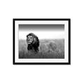 Picture of The Lion King _GroupedProduct_Rectangle_Landscape_Photography _GroupedProduct_Rectangle_Landscape_Framed_Matted_