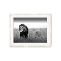 Picture of The Lion King _GroupedProduct_Rectangle_Landscape_Photography _GroupedProduct_Rectangle_Landscape_Framed_Matted_