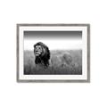 Picture of The Lion King _GroupedProduct_Rectangle_Landscape_Photography _GroupedProduct_Rectangle_Landscape_Framed_Matted_