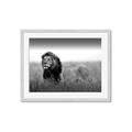 Picture of The Lion King _GroupedProduct_Rectangle_Landscape_Photography _GroupedProduct_Rectangle_Landscape_Framed_Matted_