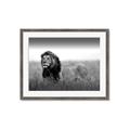 Picture of The Lion King _GroupedProduct_Rectangle_Landscape_Photography _GroupedProduct_Rectangle_Landscape_Framed_Matted_