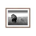 Picture of The Lion King _GroupedProduct_Rectangle_Landscape_Photography _GroupedProduct_Rectangle_Landscape_Framed_Matted_