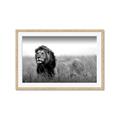Picture of The Lion King _GroupedProduct_Rectangle_Landscape_Photography _GroupedProduct_Rectangle_Landscape_Framed_Matted_