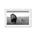 Picture of The Lion King _GroupedProduct_Rectangle_Landscape_Photography _GroupedProduct_Rectangle_Landscape_Framed_Matted_