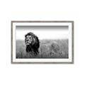 Picture of The Lion King _GroupedProduct_Rectangle_Landscape_Photography _GroupedProduct_Rectangle_Landscape_Framed_Matted_