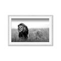 Picture of The Lion King _GroupedProduct_Rectangle_Landscape_Photography _GroupedProduct_Rectangle_Landscape_Framed_Matted_