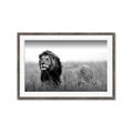 Picture of The Lion King _GroupedProduct_Rectangle_Landscape_Photography _GroupedProduct_Rectangle_Landscape_Framed_Matted_