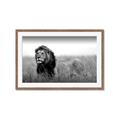 Picture of The Lion King _GroupedProduct_Rectangle_Landscape_Photography _GroupedProduct_Rectangle_Landscape_Framed_Matted_