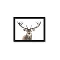 Picture of Deer Antler _GroupedProduct_Rectangle_Landscape_Photography _GroupedProduct_Rectangle_Landscape_Framed_Matted_