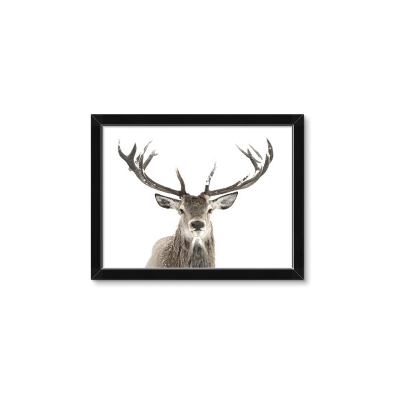 Picture of Deer Antler _GroupedProduct_Rectangle_Landscape_Photography _GroupedProduct_Rectangle_Landscape_Framed_Matted_