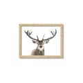 Picture of Deer Antler _GroupedProduct_Rectangle_Landscape_Photography _GroupedProduct_Rectangle_Landscape_Framed_Matted_