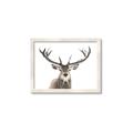 Picture of Deer Antler _GroupedProduct_Rectangle_Landscape_Photography _GroupedProduct_Rectangle_Landscape_Framed_Matted_