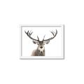 Picture of Deer Antler _GroupedProduct_Rectangle_Landscape_Photography _GroupedProduct_Rectangle_Landscape_Framed_Matted_