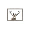 Picture of Deer Antler _GroupedProduct_Rectangle_Landscape_Photography _GroupedProduct_Rectangle_Landscape_Framed_Matted_