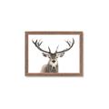 Picture of Deer Antler _GroupedProduct_Rectangle_Landscape_Photography _GroupedProduct_Rectangle_Landscape_Framed_Matted_