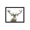 Picture of Deer Antler _GroupedProduct_Rectangle_Landscape_Photography _GroupedProduct_Rectangle_Landscape_Framed_Matted_