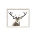 Picture of Deer Antler _GroupedProduct_Rectangle_Landscape_Photography _GroupedProduct_Rectangle_Landscape_Framed_Matted_