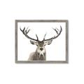 Picture of Deer Antler _GroupedProduct_Rectangle_Landscape_Photography _GroupedProduct_Rectangle_Landscape_Framed_Matted_