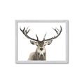 Picture of Deer Antler _GroupedProduct_Rectangle_Landscape_Photography _GroupedProduct_Rectangle_Landscape_Framed_Matted_